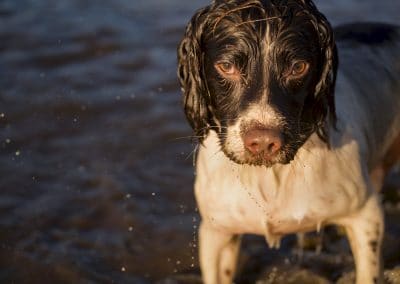 Close up of spaniels face