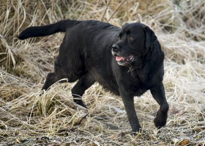 large black labrador