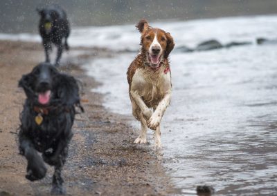 dogs running on beach