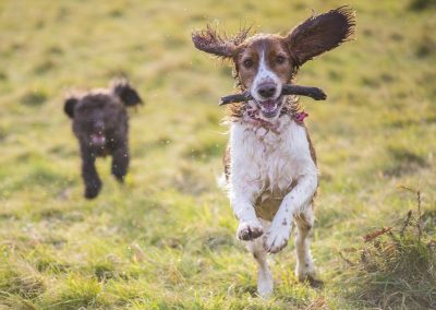 welsh spaniel with stick