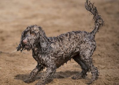 cockapoo on beach