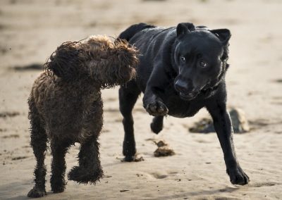 Cockapoo and labrador playing