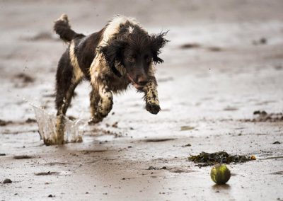 spaniel pouncing on ball