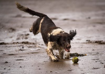 dog pouncing on ball