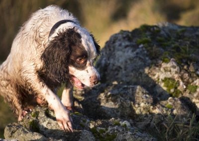 springer spaniel on wall