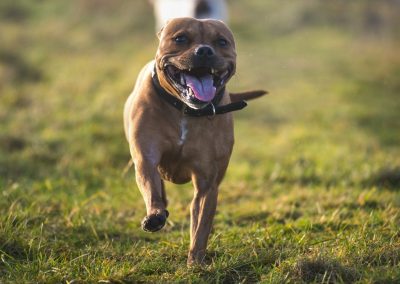 tan staffy