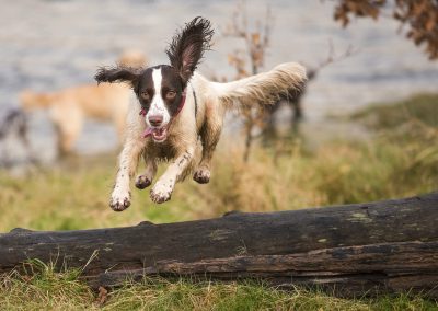 Springer spaniel leaping over a log