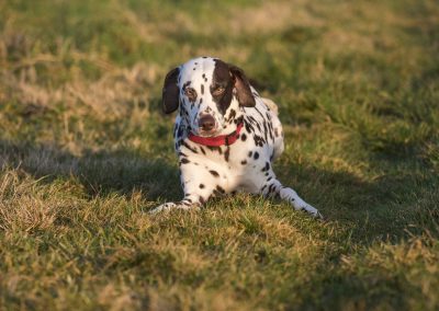 dalmatian lying down