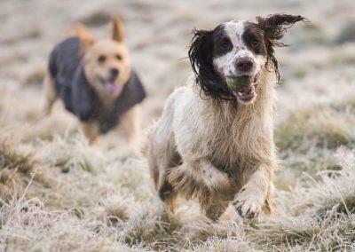 dogs running in frost