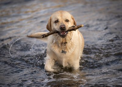 golden labrador in water with stick