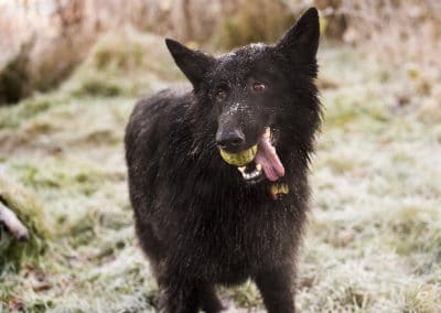 blacker german shepherd with ball and in frost