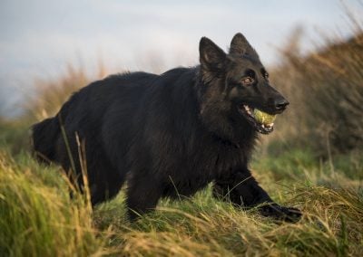 black german shepherd