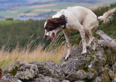 springer spaniel on wall