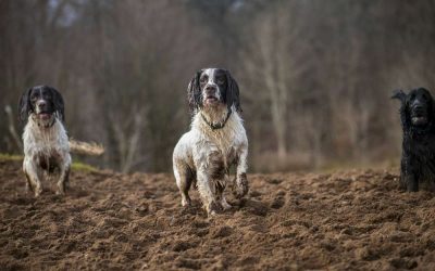 bax bru bert spaniels waiting