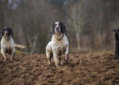spaniels waiting