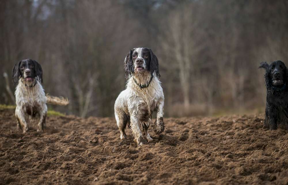 spaniels waiting