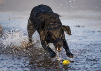 labrador getting ball