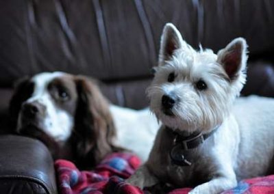 dog boarding