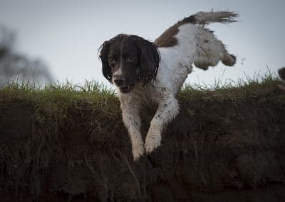 Springer spaniel jumping of verge