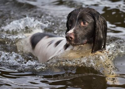 close up of springer spaniel in water