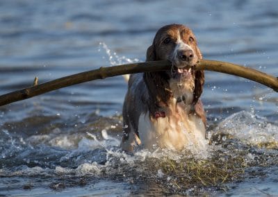 welsh springer spaniel with big stick