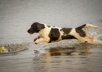 dog diving into river