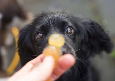 dog eating jelly baby