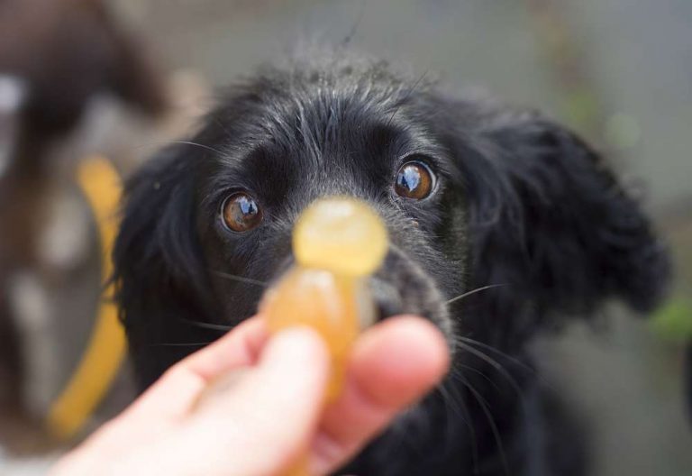 dog eating jelly baby