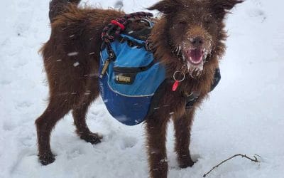 dog wearing Ruffwear Approach backpack in snow dog wearing Ruffwear Approach backpack in snow