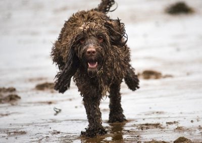 cockapoo running