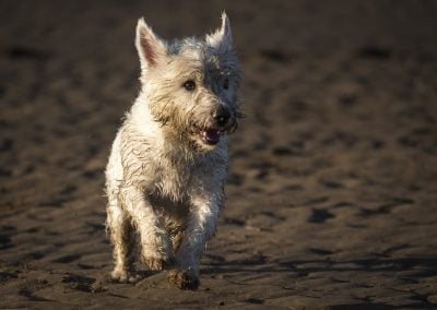 westie on the beach