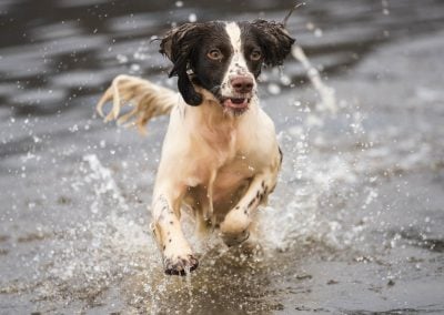 clean springer spaniel