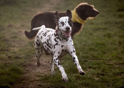 happy dalmation