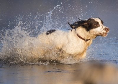 dog running into water
