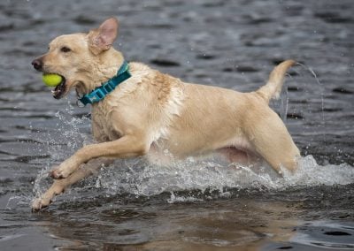 yellow labrador in water