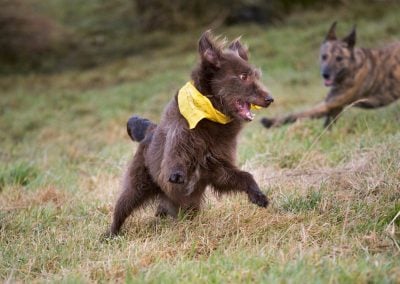 dog with bandana