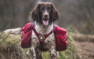 rufffwear review dog wearing ruffwear backpack