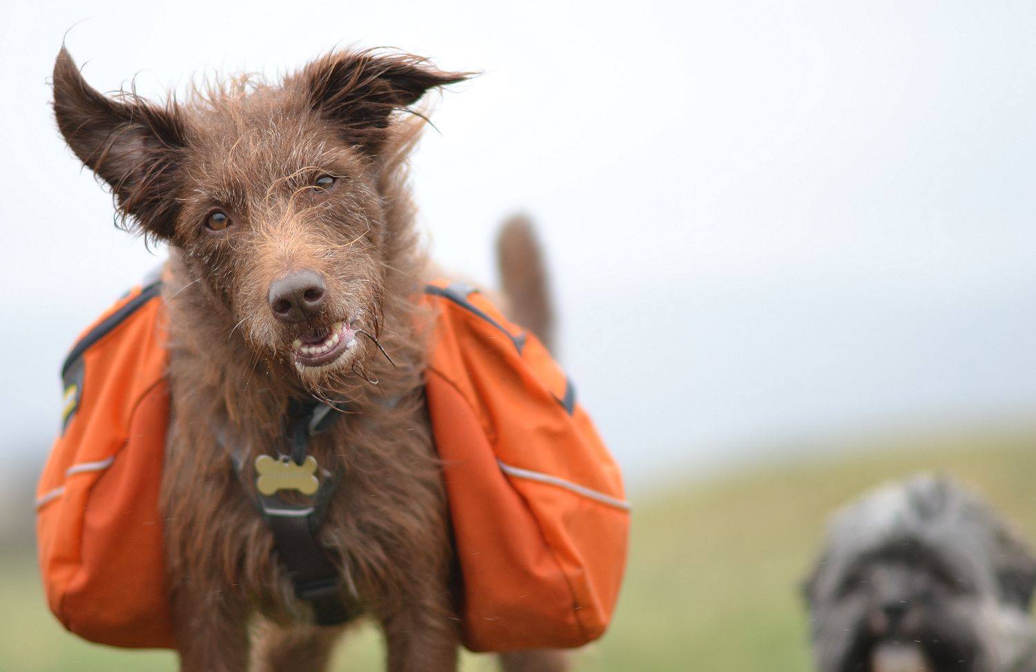 ruffwear dog ruffwear product reviews