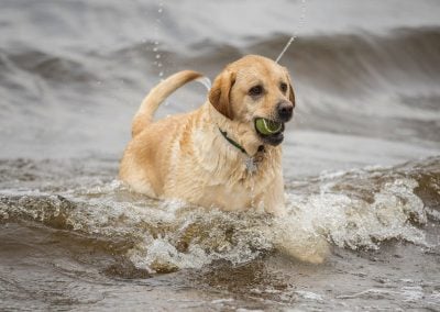 Happy labrador in water
