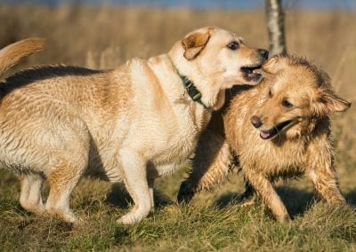 dogs wrestling