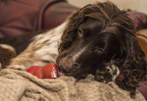 dog eating kong