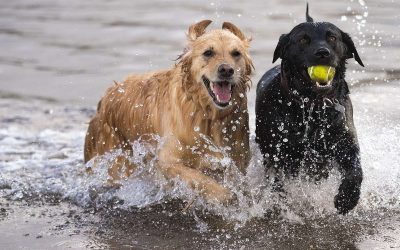Elsa and Beau dogs in water