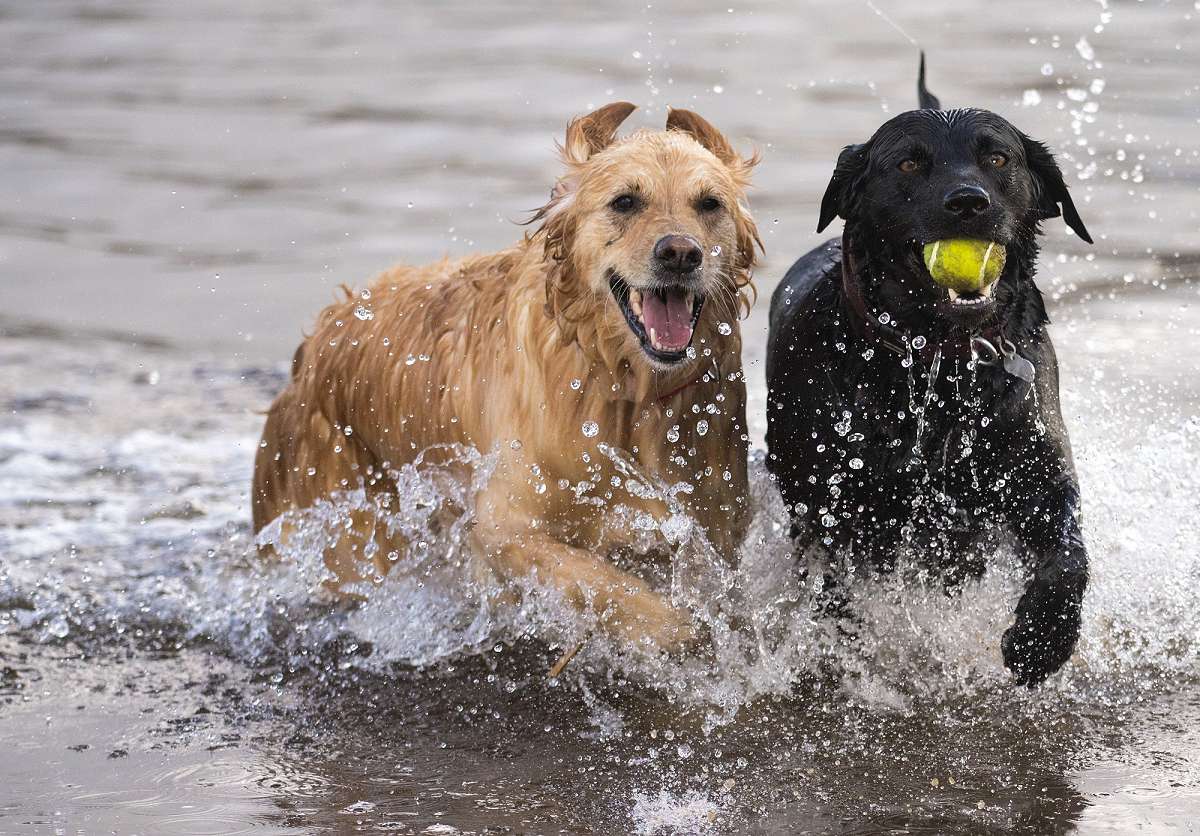 Elsa and Beau dogs in water