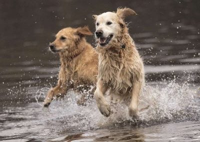 Golden retrievers