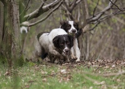 Spaniels in woodland