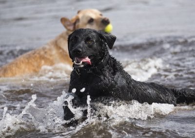 Labradors in water