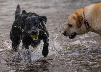 Labradors in river