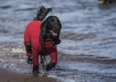 dog wearing Equafleece