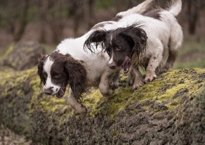 srpinger spaniels in woodland