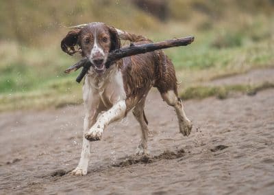 Welsh springer with stick